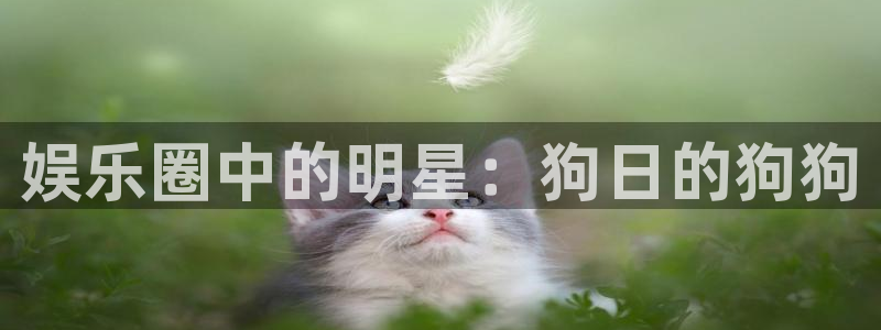 辉达平台凯捷注册：娱乐圈中的明星：狗日的狗狗